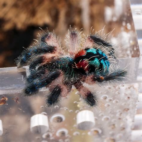 Typhochlaena seladonia — The Tarantula Collective