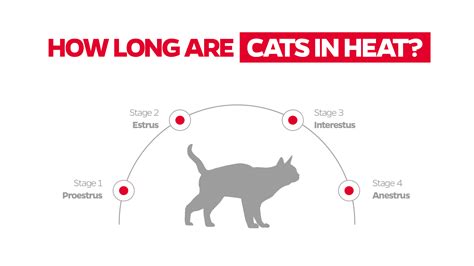 Cat Breeding Cycle