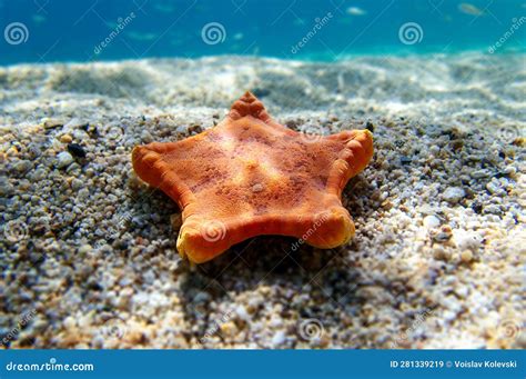 Placenta Biscuit Starfish - (Sphaerodiscus Placenta) Stock Image - Image of invertebrate, water ...