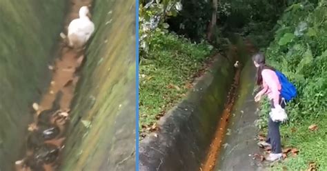 Image result for Python Eats Duck