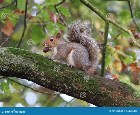 Grey Squirrel with Acorn in Mouth in Oak Tree Stock Photo - Image of ...