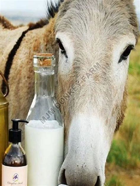 Fresh Donkey Milk Supplier from Tirunelveli