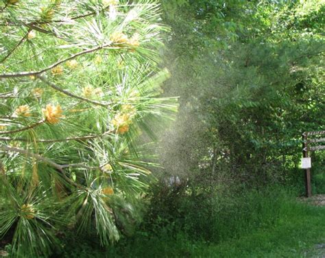 Image result for Pollen Coming Off Tree