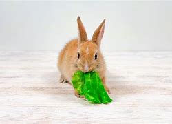 Image result for Bunny Diet