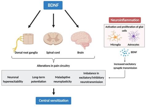 The Role of the Brain-Derived Neurotrophic Factor in Chronic Pain ...