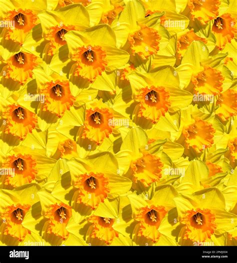 Daffodils Latin Name at Maria Vitagliano blog