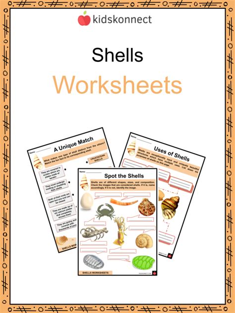 Image result for Shell Structure Kids