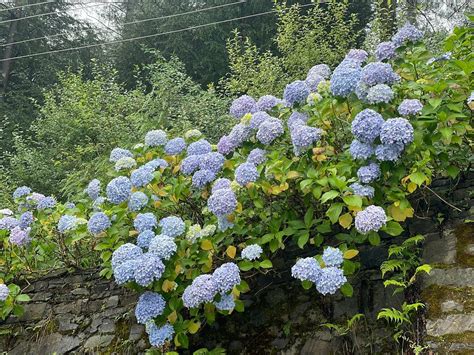 MAHASU HOUSE (Mashobra) - Hotel Reviews, Photos, Rate Comparison ...