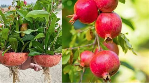 Pomegranate Tree Growing Tips 的图像结果