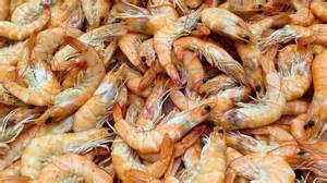 Avanti Feeds share price rises another 17%, February gains hit 70% ...