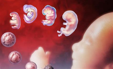 什么是胎停育？孕8-10周胎停育的高发期，这几条你要注意