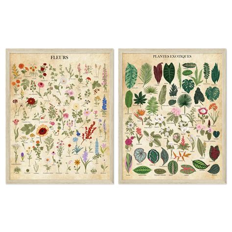 Buy Botanical Wall Art - Botanical Poster - Set of 2 (11x14") Vintage ...