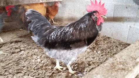 Blue Jersey Giant Rooster | BackYard Chickens - Learn How to Raise Chickens
