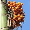 Supari Plant, Betel Nut Tree for Home Garden, Tropical Fruit Plant ...