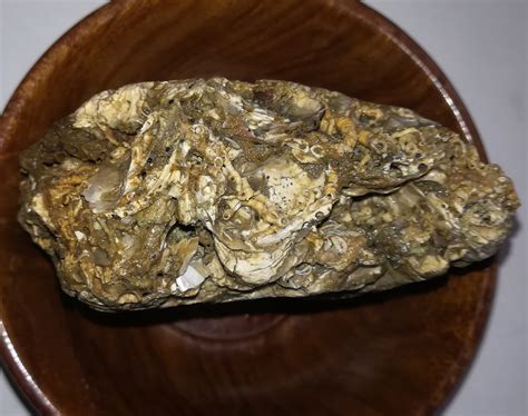 Image result for Sea Shell Fossil