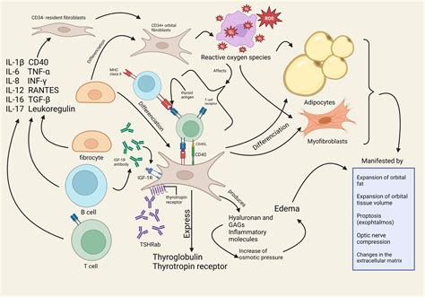 Orbital Inflammation in Thyroid Eye Disease: Stress Responses and Their Implications