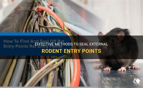 Rodent Entry Points 的图像结果