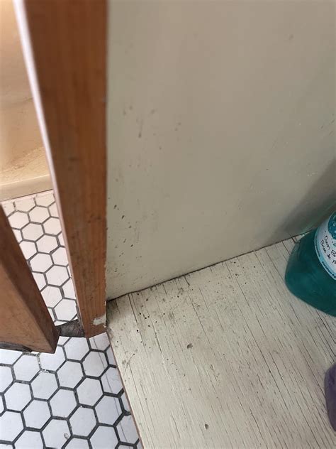 Cockroach Droppings 的图像结果