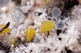 TNAU Agritech Portal :: Crop Protection