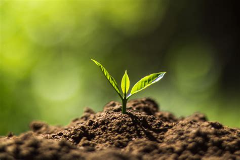 Image result for Plant 3D Python Script