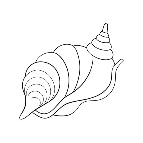 Image result for Biro Drawing Shell