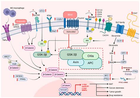Wnt/β-Catenin Signaling as a Driver of Stemness and Metabolic ...