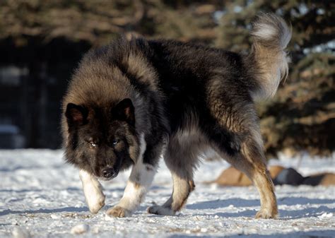 Timber Wolf German Shepherd Mix Puppies