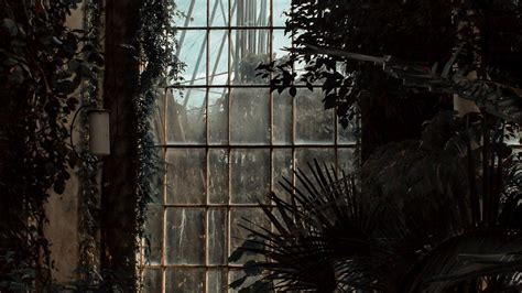 Wallpaper greenhouse, window, dark, plants, room hd, picture, image