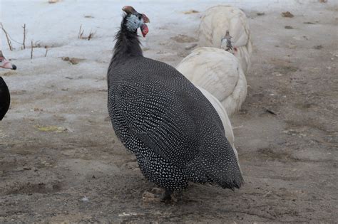 Raising Guinea Fowl for Meat - Backyard Poultry
