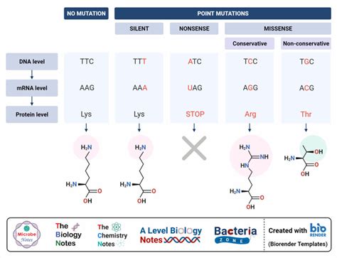 Image result for Point mutation Causes