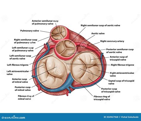 The Tricuspid Valve Stock Illustration | CartoonDealer.com #157581781