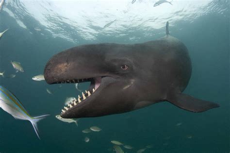 While orcas (killer whales) are the apex predators of the ocean bar none, it would be false to ...