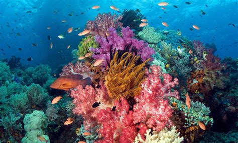 12 Enigmatic Facts About Hawaii's Coral Reefs - Facts.net
