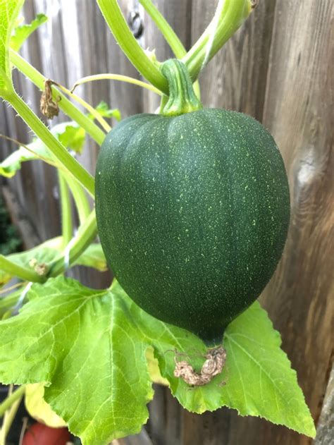 How to Plant Acorn Squash - GreenThumbsGuide