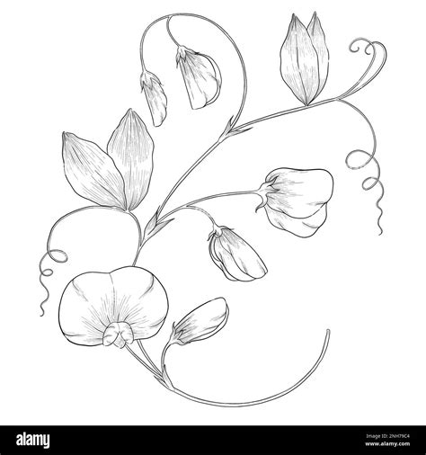 Sweet pea outline botanical illustration. Line art digitally drawn ...