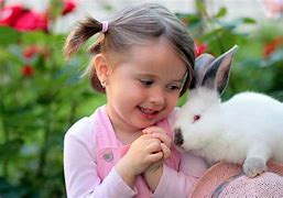 Image result for Himalayan Rabbit Breed