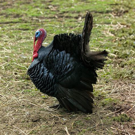 Turkey Poult: Black Spanish - My Pet Chicken