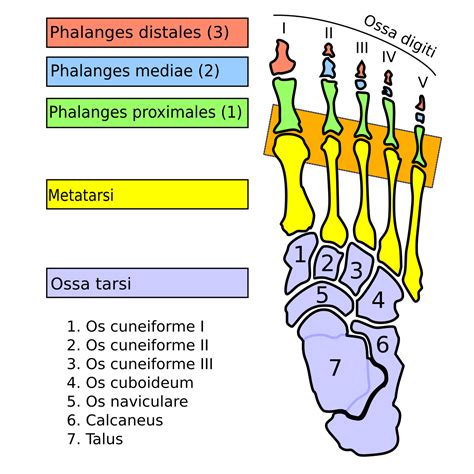 Metatarsophalangeal joints - Wikipedia