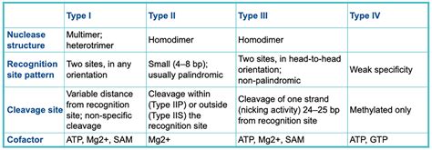 Image result for Restriction Enzymes Function