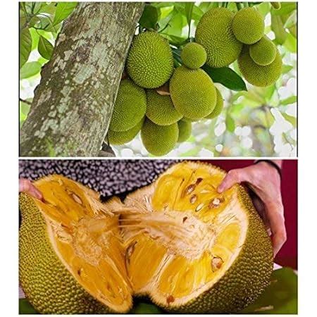 Creative Farmer Live Plant Jack Fruit High Yielding Muttom Varikka ...