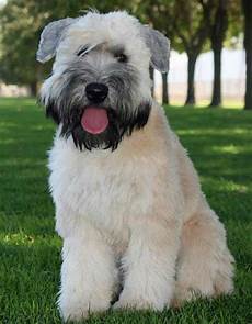 soft coated wheaten terrier haircut dog wheaten soft coated wheaten terrier 187 info pictures more soft coated wheaten terrier haircut dog wheaten soft coated wheaten terrier 187 info pictures more