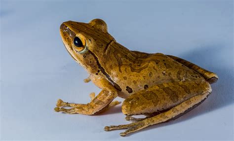 Fotos gratis : sapo, anfibio, fauna, rana de árbol, vertebrado ...