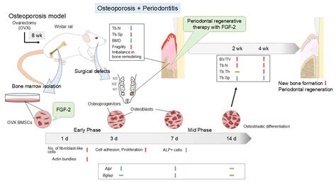 Therapeutic Potential of Local Application of Fibroblast Growth Factor ...
