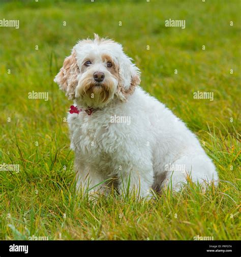 Cavapoo Full Grown