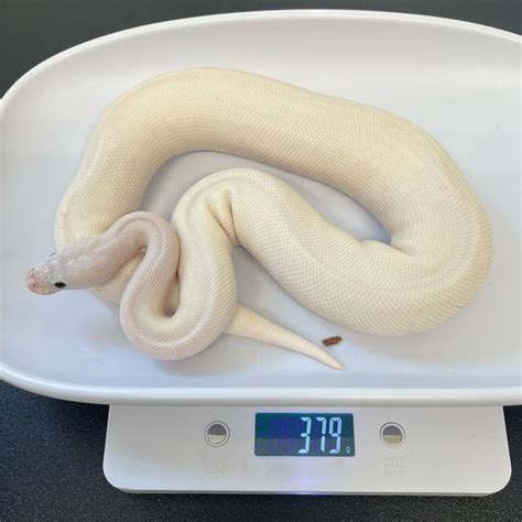 Image result for Female Lesser Ball Python