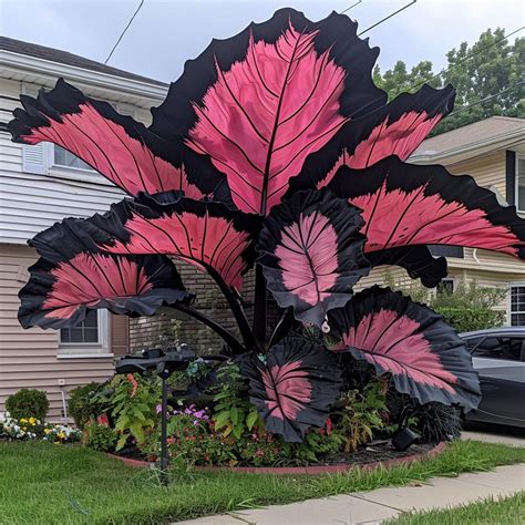 Top 10 Most Stunning Giant Caladium Varieties and How to Grow Them ...