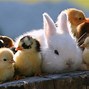 Image result for Best Farm Animals