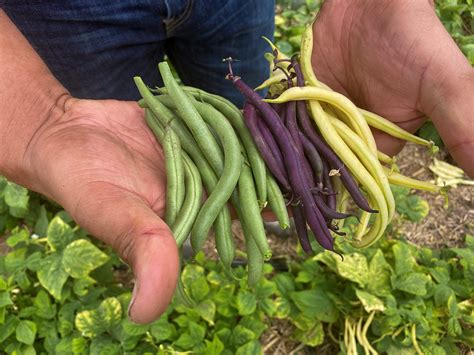 String Beans Growing Stages Grow More Beans (Bush And Pole) Alabama