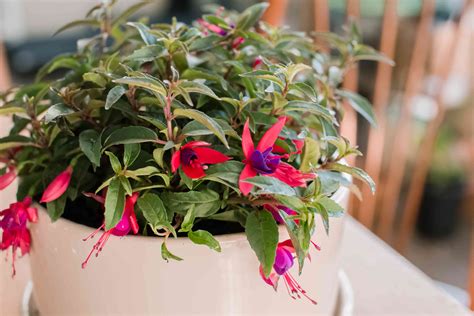 How to Grow and Care for Fuchsias Indoors