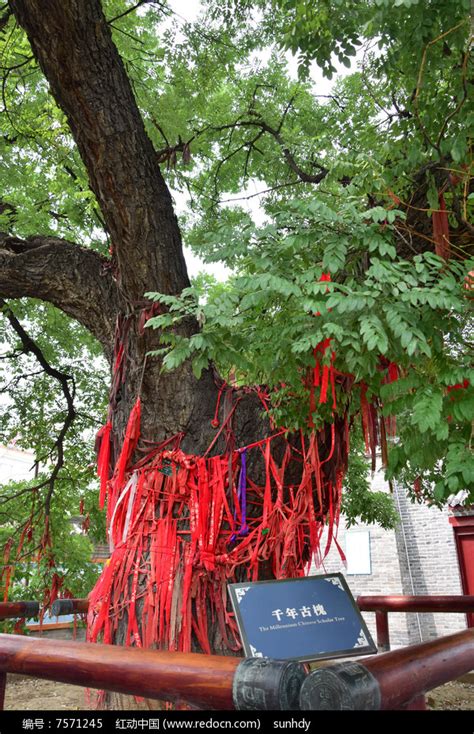 周公庙里的古槐树高清图片下载_红动中国